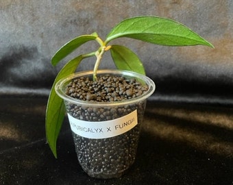 Hoya Pubicalyx X Fungii - Rooted Cutting