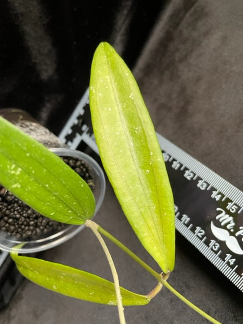 Hoya Rindu Rafflesia Rooted Cutting - Etsy