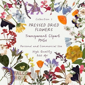 Imágenes prediseñadas de flores secas prensadas, fotos de flores secas con fondo transparente, flores secas png, fotos de flores prensadas, imágenes de flores secas