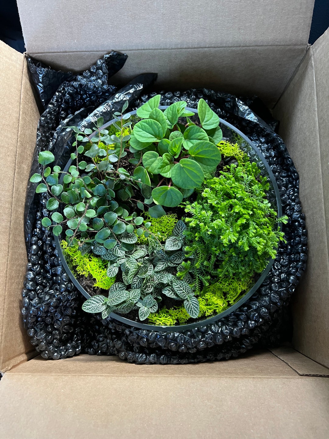 Large Open Terrarium Building Kit Curated Just for You Allinone Kit