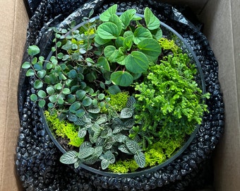 Large Open Terrarium Building Kit | Curated Just For You | All-in-One Kit | DIY Terrarium | Indoor Garden | Ferns, Mosses, and More