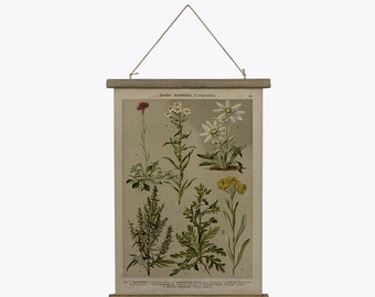 Rouleau de suspension de cadre d'affiche d'impressions botaniques, impression d'affiches d'herbier pour la décoration intérieure, oeuvre d'art murale, décoration d'art