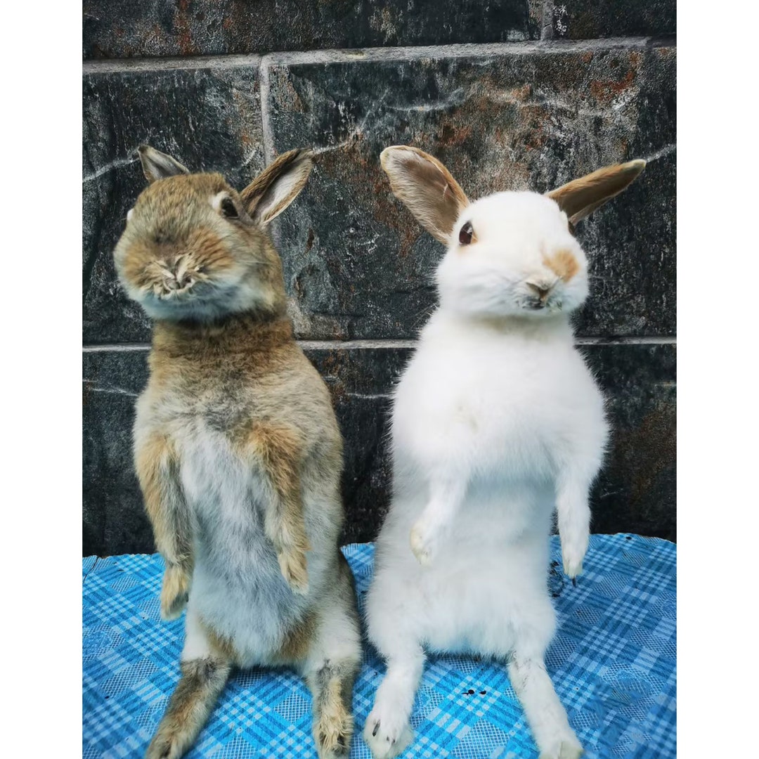 11.8in Baby Preserved Rabbit Stand Display Dome Taxidermy - Etsy UK