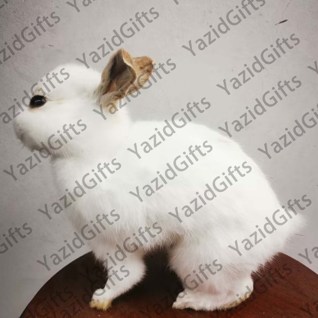 Make Rabbit Specimen Rabbit Baby Preserved Rabbit Stand Display Dome Taxidermy Oddities ...