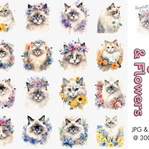 Ragdoll Cats & Flowers Watercolor PNG Clipart Bundle | Cat Lover Clipart PNG Pack | Cute Cat Clipart, Transparent PNGs for Digital Crafting