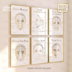 May include: Six framed art prints with gold foil detailing, each depicting anatomical diagrams of the face. Titles include "Facial Muscles," "Facial Lymphatic System," and "Facial Veins and Arteries." The text "Real Foil" is displayed. The phrase "Frames are not included" is also visible.