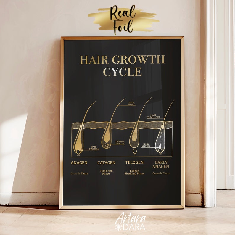 Hair Structure Art, Gold Foil Print, Hair Salon Decor, Hair Growth Cycle, Hair Anatomy Art, Trichology Art, Dermatology Print, Hair Poster image 5