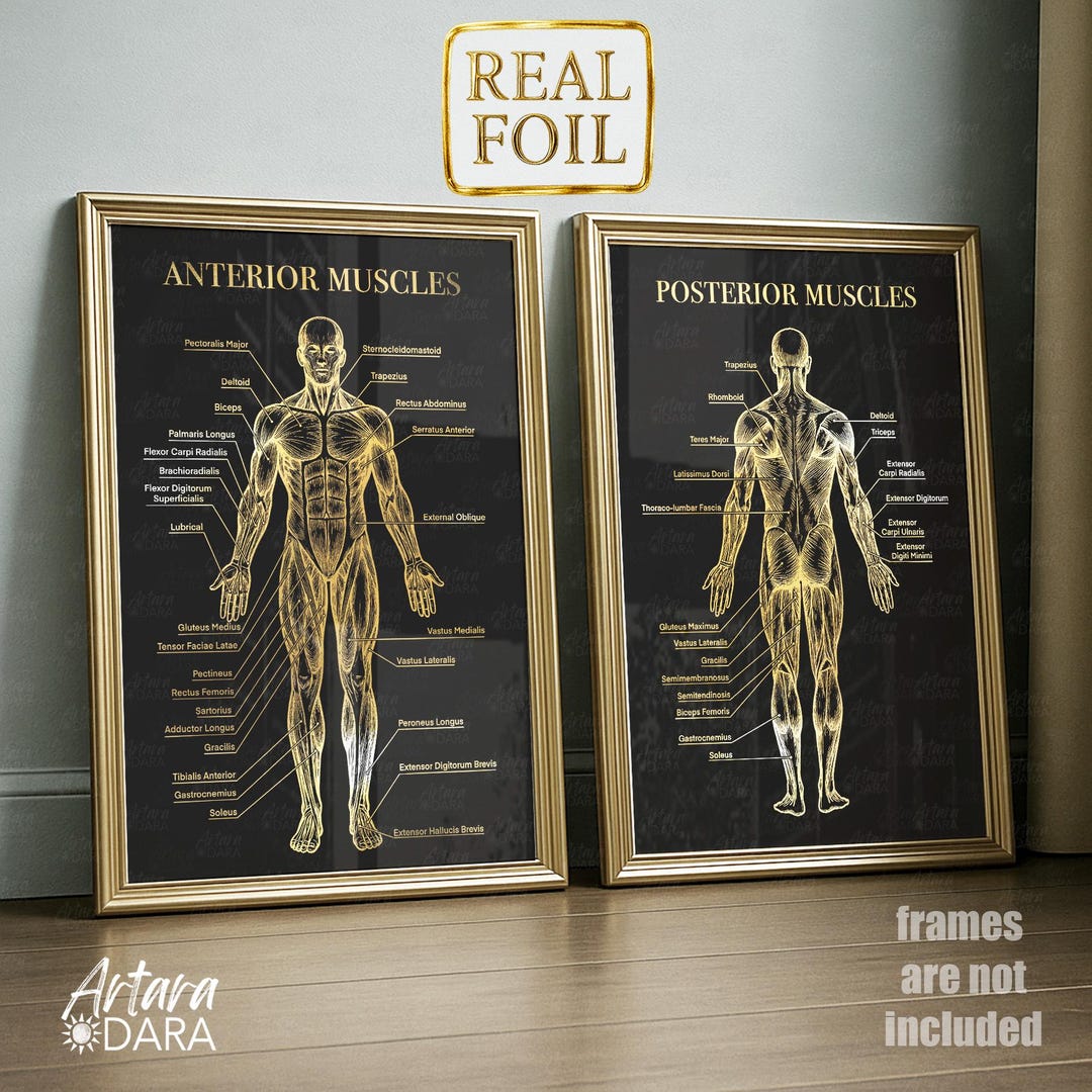 Anterior & Posterior Muscle Anatomy Poster Set of 2 – Gold Foil Body ...