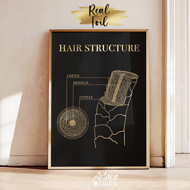 Hair Structure Art, Gold Foil Print, Hair Salon Decor, Hair Growth Cycle, Hair Anatomy Art, Trichology Art, Dermatology Print, Hair Poster image 4