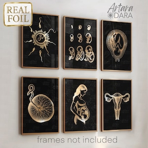 Pregnancy & Female Anatomy Poster Set of 6 – Uterus, Fetal Development, Placenta, Fertilization – Foil Medical Gynecology Prints