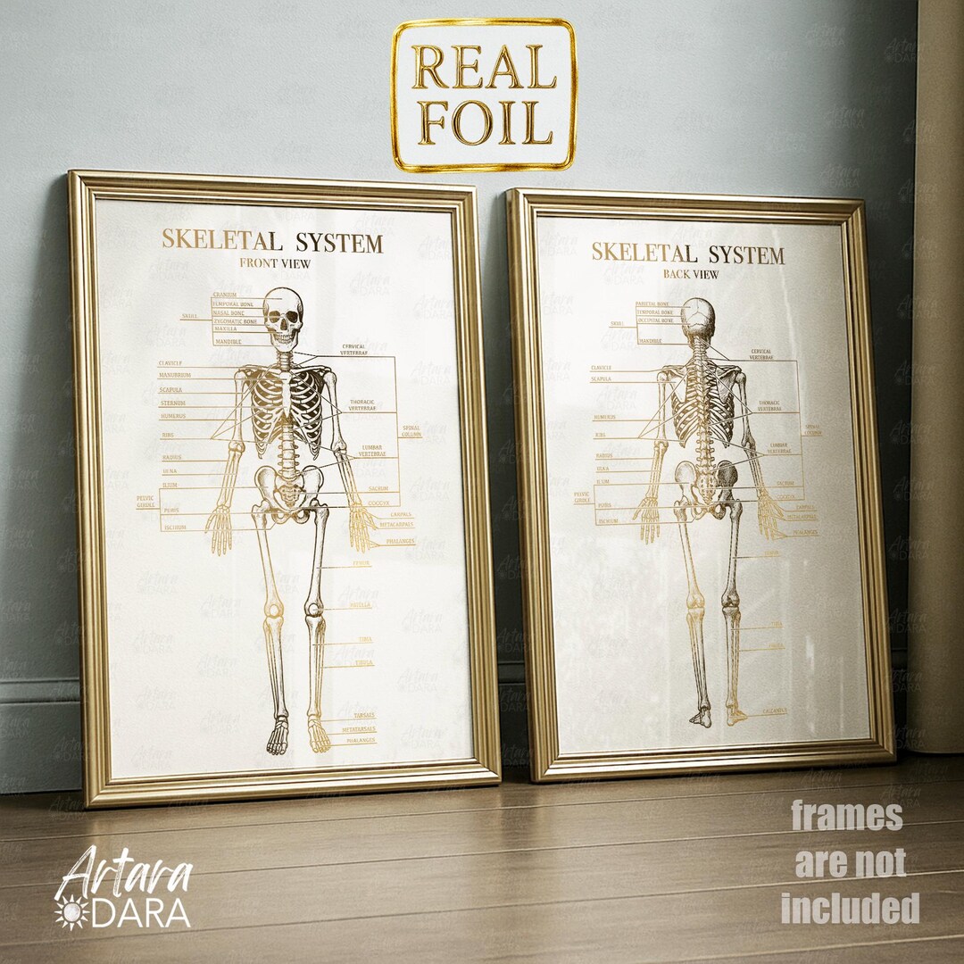 Set of 2 Gold Foil Human Skeleton Prints, Anatomical Wall Art, Front ...