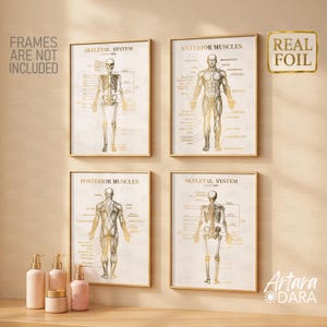 Könnte beinhalten: Vier gerahmte anatomische Kunstdrucke. Die Drucke zeigen das Skelettsystem sowie die vorderen und hinteren Muskeln. Die Drucke sind in Gold- und Beigetönen gehalten. Der Text "FRAMES ARE NOT INCLUDED" befindet sich in der oberen linken Ecke. Der Text "REAL FOIL" befindet sich in der oberen rechten Ecke.