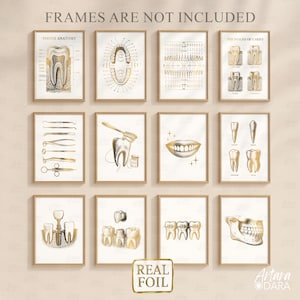 May include: A set of framed dental art prints with gold and white illustrations. The prints depict tooth anatomy, dental tools, and stages of caries. The text "FRAMES ARE NOT INCLUDED" is at the top. The bottom right corner has the text "Artara DARA" and a logo.