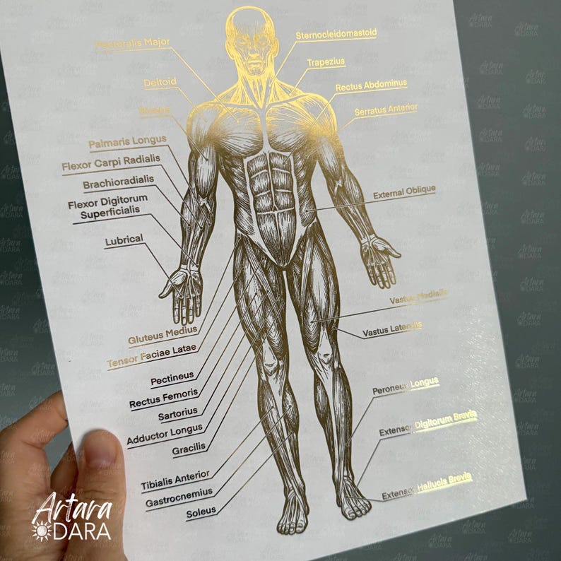 Anterior & Posterior Muscle Anatomy Poster Set of 2 – Gold Foil Body ...