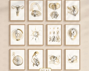 Gynecology Anatomy Poster Set of 12 – Gold Foil OBGYN Medical Prints (Unframed)