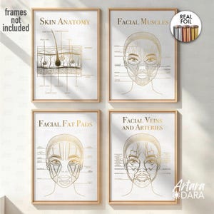 4 Gold Foil Anatomy Posters – Skin Anatomy, Facial Muscles, Fat Pads, Veins & Arteries – Esthetician Wall Art