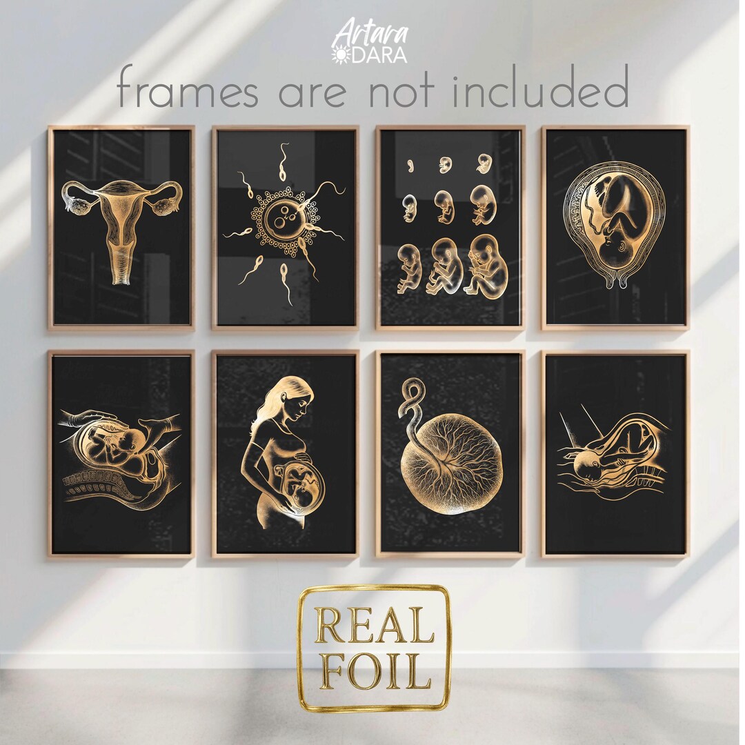 Pregnancy & Birth Foil Poster Set – Uterus, Embryo Development, C ...