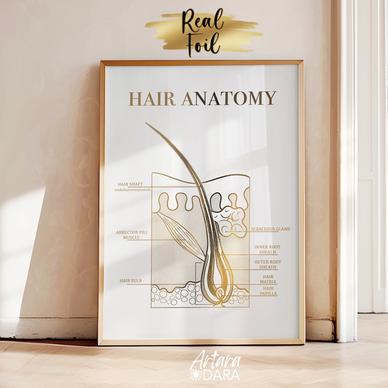 Hair Structure Art, Gold Foil Print, Hair Salon Decor, Hair Growth Cycle, Hair Anatomy Art, Trichology Art, Dermatology Print, Hair Poster image 10
