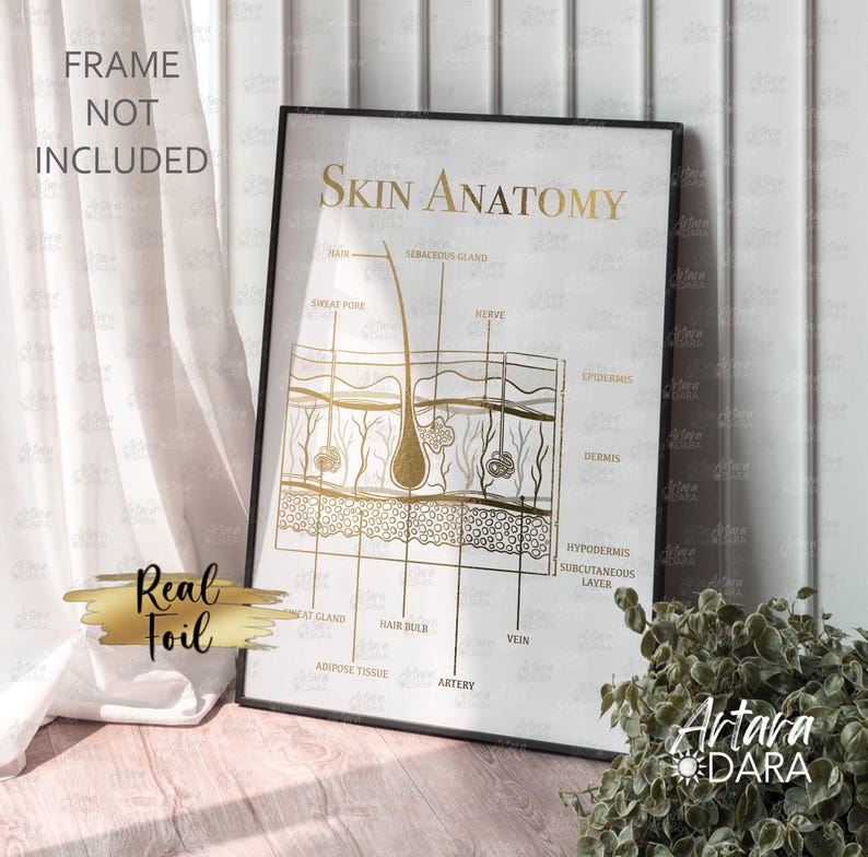K&ouml;nnte beinhalten: Ein vertikaler Wandkunstdruck mit dem Titel Skin Anatomy, der goldene Foliengrafiken der Hautschichten wie Epidermis, Dermis und Hypodermis zeigt. Beschriftungen identifizieren Haar, Talgdr&uuml;se, Schwei&szlig;pore, Nerv, Vene und Fettgewebe.
