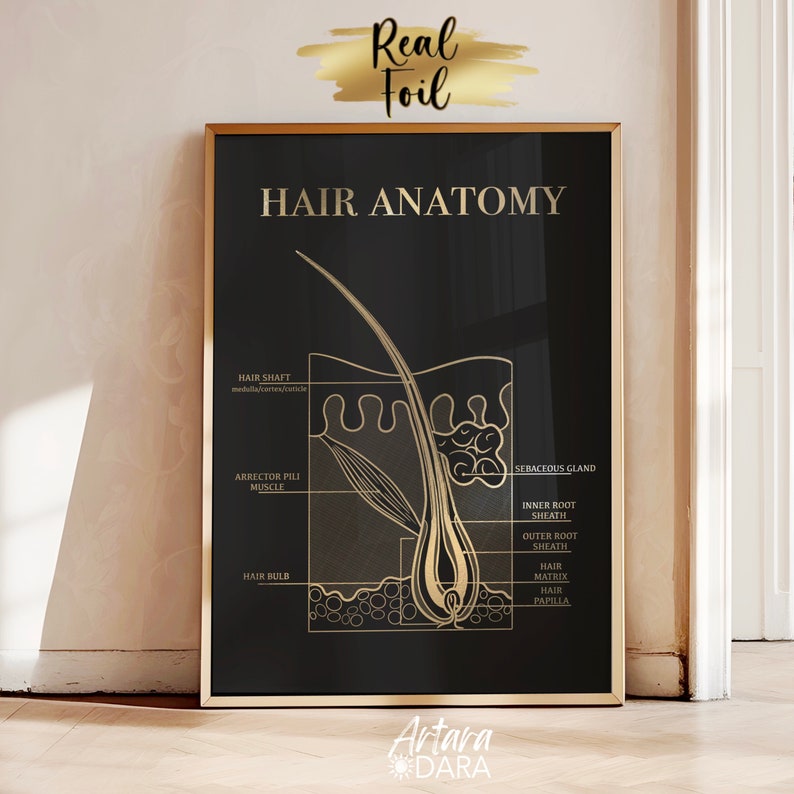 Hair Structure Art, Gold Foil Print, Hair Salon Decor, Hair Growth Cycle, Hair Anatomy Art, Trichology Art, Dermatology Print, Hair Poster image 6