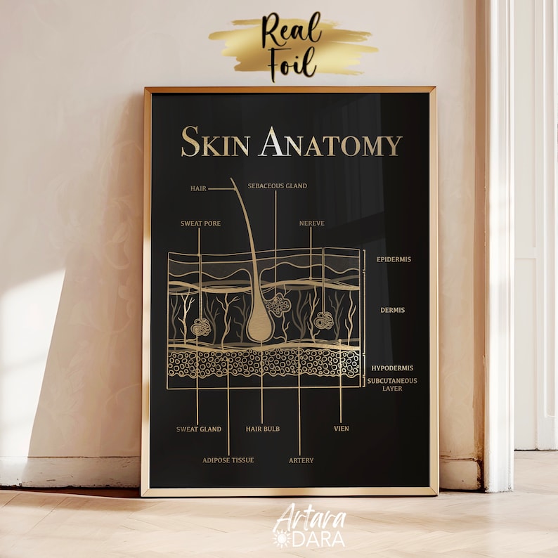K&ouml;nnte beinhalten: Ein gerahmter Wandkunstdruck mit schwarzem Hintergrund und anatomischen Hautdiagrammen sowie Text in Goldfolie. Die Abbildung zeigt Schichten wie Epidermis, Dermis und Hypodermis mit Beschriftungen f&uuml;r Haare, Schwei&szlig;dr&uuml;sen und Blutgef&auml;&szlig;e.