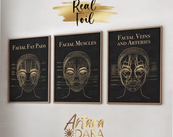 Set of 3 Gold Foil Facial Anatomy Posters | Muscles, Veins & Arteries, Fat Pads | Aesthetic Clinic Wall Art (Unframed)
