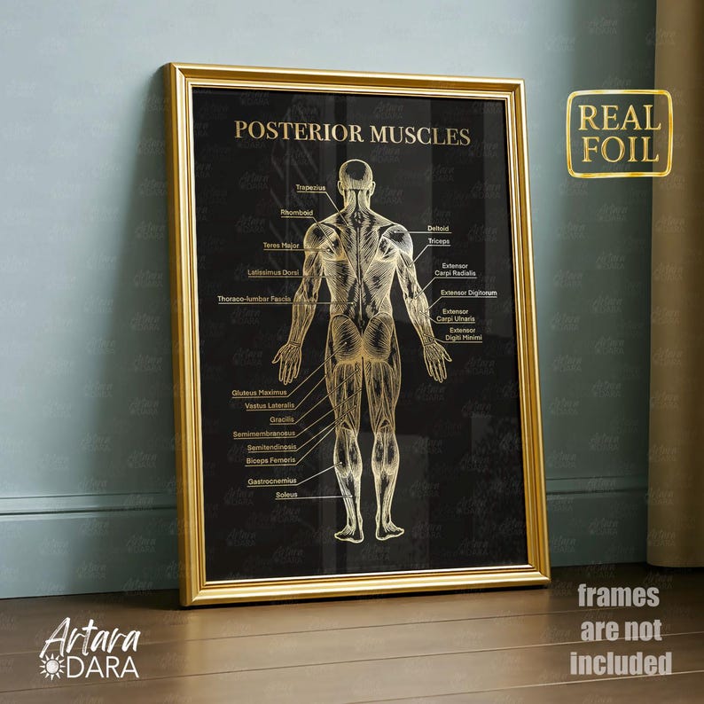 Muscle Anatomy Poster Set of 2 – Gold Foil Front & Back Body Charts ...