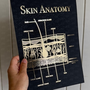 K&ouml;nnte beinhalten: Ein schwarzes Poster mit goldener Folienbeschriftung und Strichzeichnungen zur Anatomie der Haut. Die Beschriftungen umfassen Hair, Sebaceous Gland, Nerve, Sweat Pore, Epidermis, Dermis, Hypodermis, Subcutaneous Layer, Sweat Gland, Hair Bulb, Artery, Vein und Adipose Tissue.
