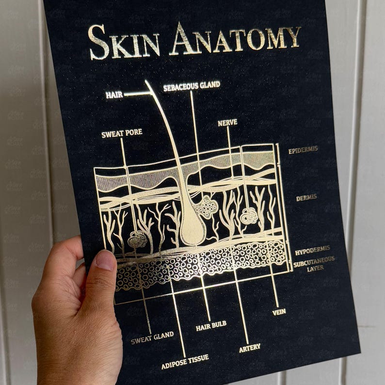 K&ouml;nnte beinhalten: Ein schwarzes Poster mit goldener Folienbeschriftung und Strichzeichnungen zur Anatomie der Haut. Die Beschriftungen umfassen Hair, Sebaceous Gland, Nerve, Sweat Pore, Epidermis, Dermis, Hypodermis, Subcutaneous Layer, Sweat Gland, Hair Bulb, Artery, Vein und Adipose Tissue.