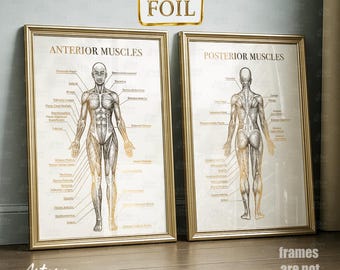 Puede incluir: Dos cuadros anatómicos enmarcados, uno que muestra los músculos anteriores y otro los músculos posteriores. Los cuadros presentan ilustraciones detalladas del cuerpo humano con músculos etiquetados en dorado sobre un fondo crema. Los marcos son dorados.