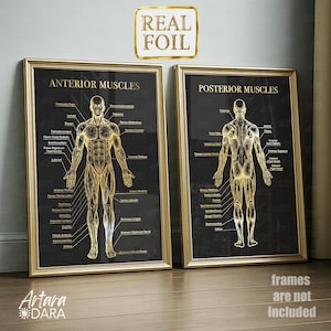 Op de afbeelding: Twee ingelijste anatomische kaarten. Eén toont de anterieure spieren, de andere de posterieure spieren. Beide hebben gouden illustraties op een zwarte achtergrond, met labels. De lijsten zijn goudkleurig. De tekst 'Real Foil' is zichtbaar.