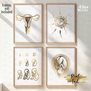 Reproductive Anatomy  and Pregnancy Poster Set of 4 – White and Gold Foil – Gynecology & Fertility Wall Art
