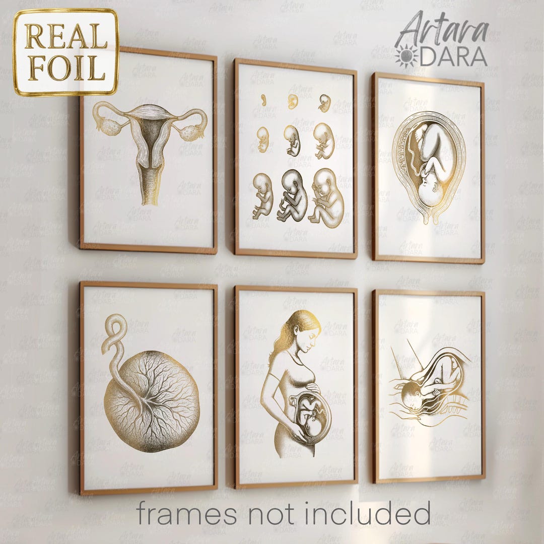 Pregnancy Anatomy Poster Set of 6 – Gold Foil OBGYN Wall Art – Uterus ...