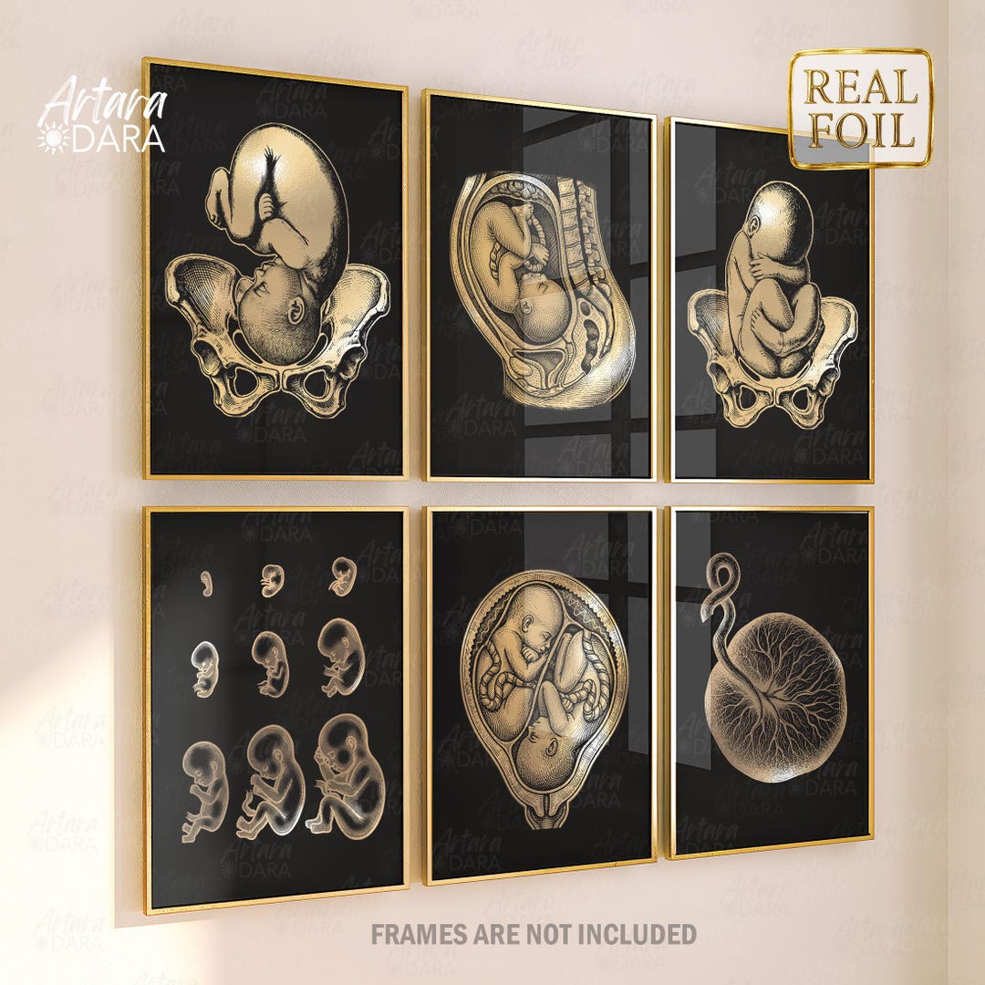Fetal Anatomy Poster Set of 6, Gold Foil Prints, Pregnancy Development ...