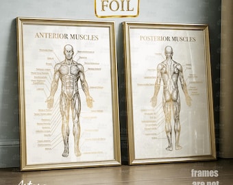 Puede incluir: Dos cuadros anatómicos enmarcados, uno con la etiqueta "Músculos Anteriores" y el otro "Músculos Posteriores". Los cuadros presentan ilustraciones detalladas del sistema muscular humano con etiquetas. Los marcos son dorados y el fondo es de color beige claro.