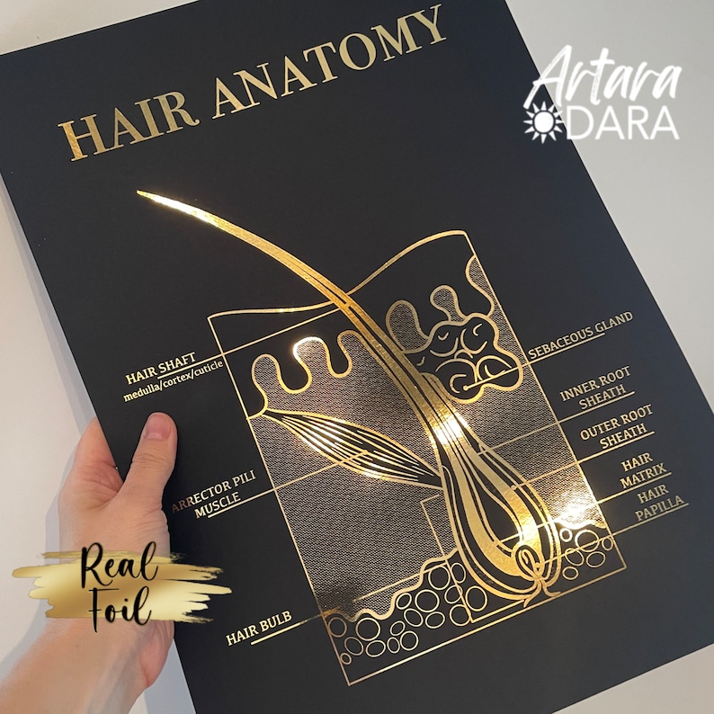 Hair Structure Art, Gold Foil Print, Hair Salon Decor, Hair Growth Cycle, Hair Anatomy Art, Trichology Art, Dermatology Print, Hair Poster image 3