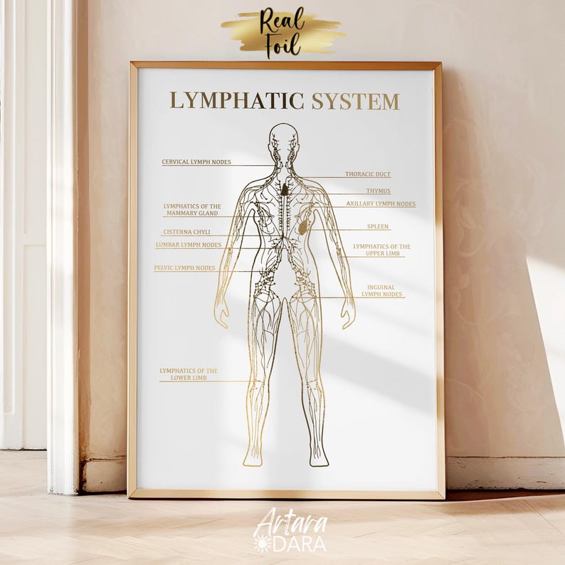 Set of 2 Gold Foil Lymphatic System Posters – Facial Lymphatic Drainage ...