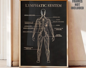 Gold Foil Human Lymphatic System Anatomy Print: Medical Office Decor