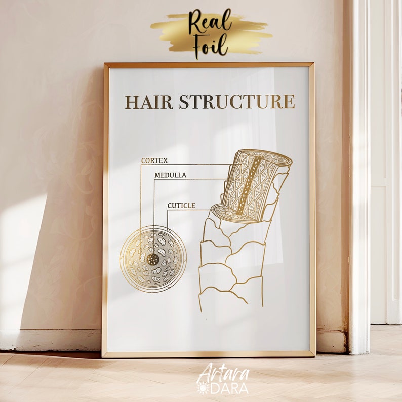 Hair Structure Art, Gold Foil Print, Hair Salon Decor, Hair Growth Cycle, Hair Anatomy Art, Trichology Art, Dermatology Print, Hair Poster image 8