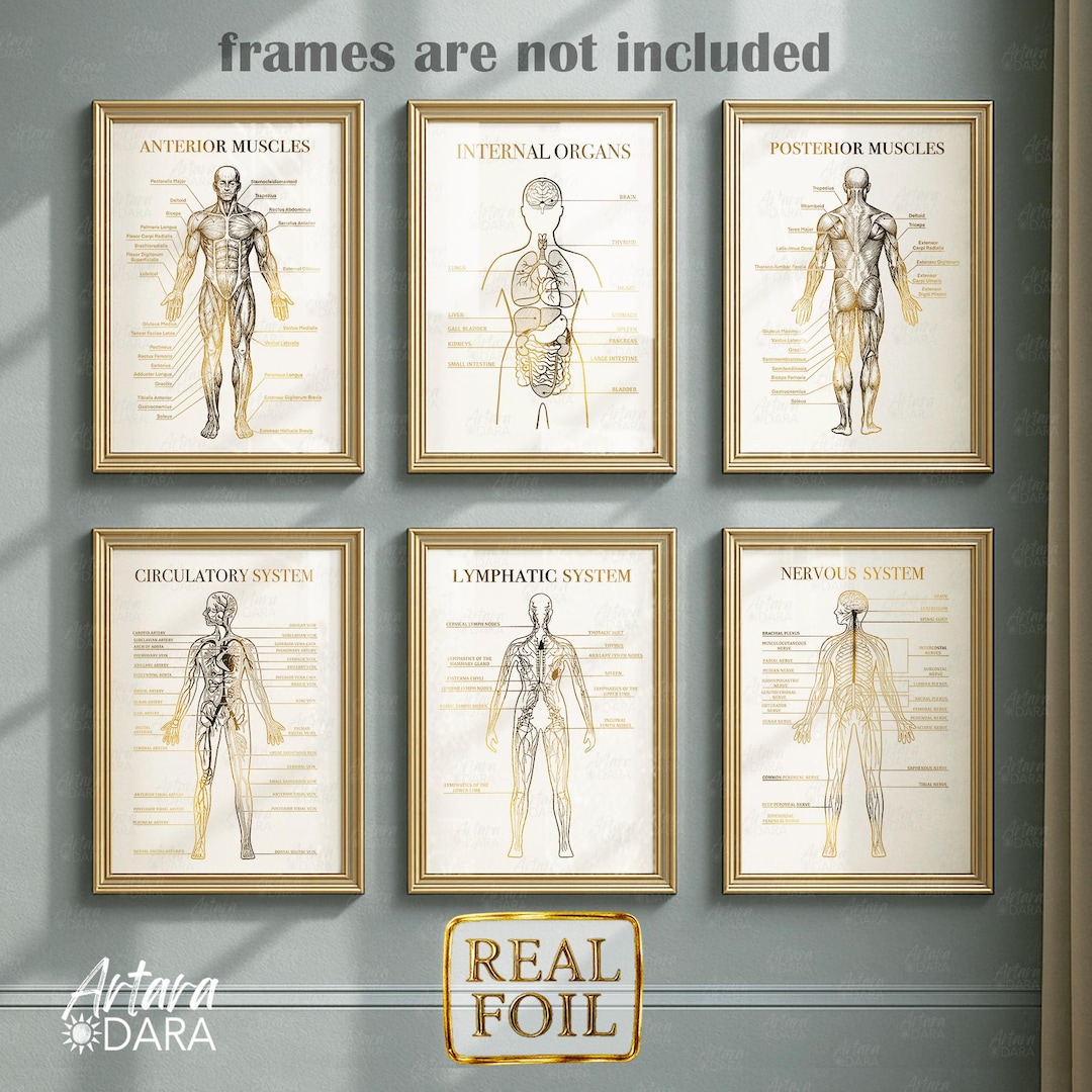 Medical Anatomy Wall Art Set of 6 – Gold Foil Human Body Charts ...