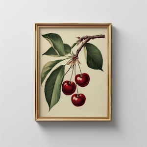 Vintage Cherry Botanical Print: Rustic Kitchen Wall Art (Digital Download)