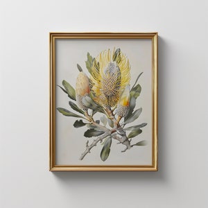 Vintage Banksia Print | Australian Native Flower Botanical | Golden Banksia Wall Art | Digital Download