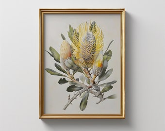 Vintage Banksia Print | Australian Native Flower Botanical | Golden Banksia Wall Art | Digital Download
