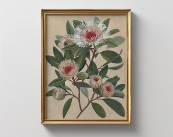 Vintage Hakea Print: Australian Native Flower Botanical Art (Digital Download)