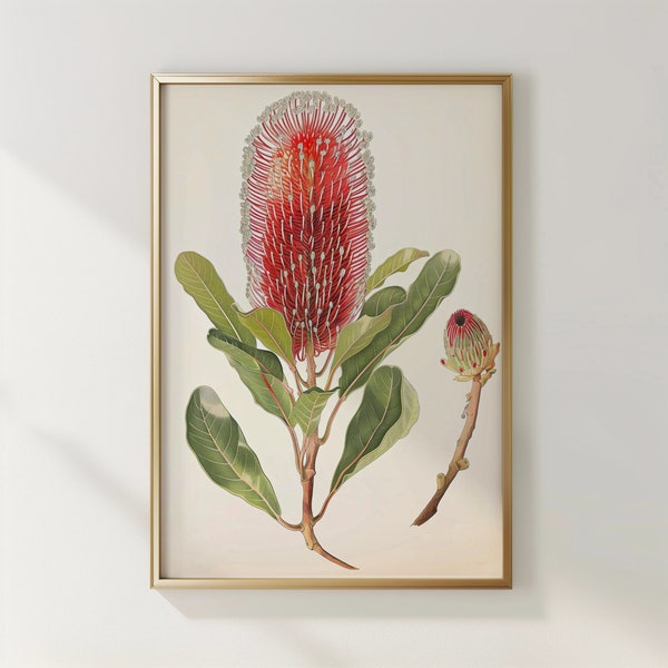 Vintage Red Banksia Coccinea Print | Australian Native Botanical Flower Digital Download | Red Flower Australian Wall Art