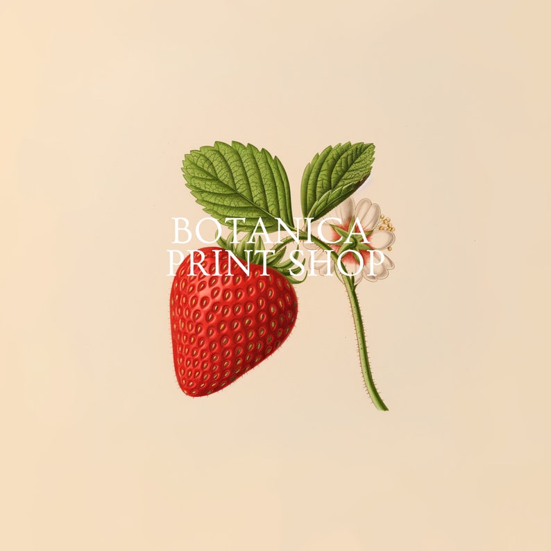 May include: A vintage botanical illustration of a red strawberry with green leaves and white flowers. The text "BOTANICA PRINT SHOP" is printed on the image.
