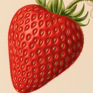 May include: A close-up of a bright red strawberry with a green stem and leaves. The strawberry has a textured surface with many small seeds.