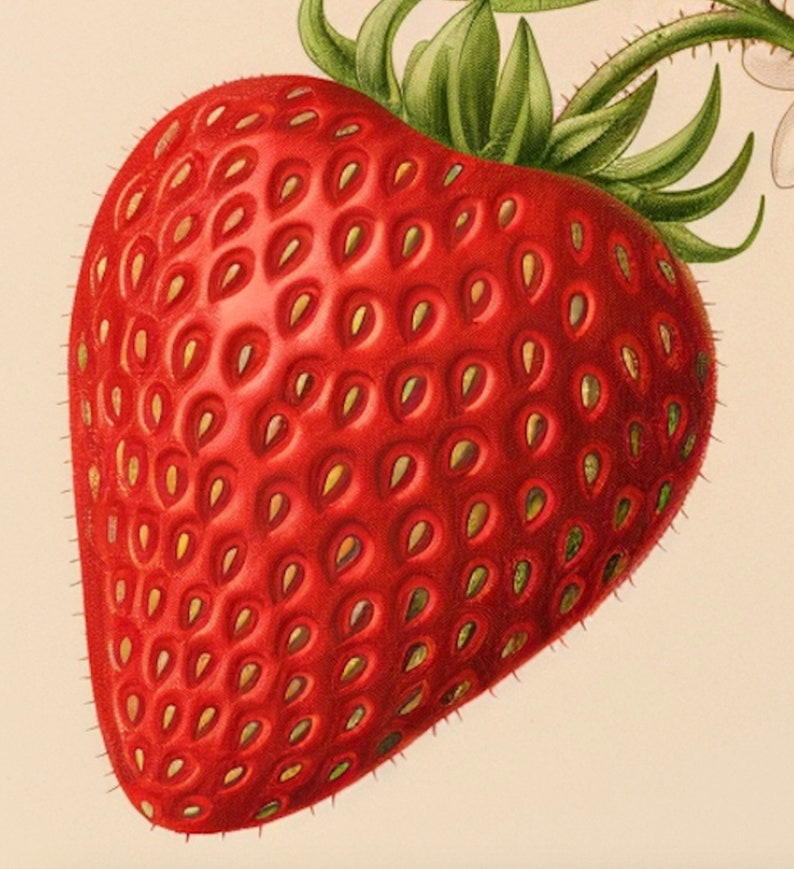 May include: A close-up of a bright red strawberry with a green stem and leaves. The strawberry has a textured surface with many small seeds.