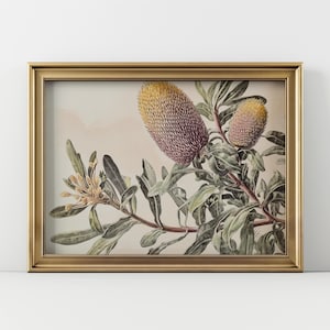 Vintage Banksia Print: Australian Native Flower Wall Art (Digital Download)