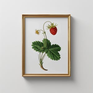 Vintage Strawberry Botanical Print: Antique Fruit Illustration (Digital Download)